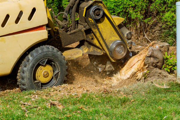 Professional Tree Care Services in Erin, TN